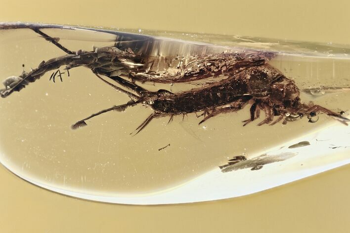 Large Fossil Bristletail (Machilidae) In Baltic Amber #335628